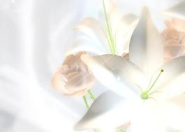 花旋轉圖片