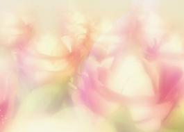 花兒圖片