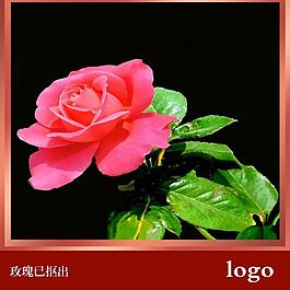 玫瑰花圖片