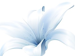 百合花