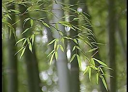 夏天图片