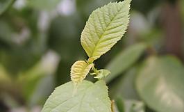 春季野外植物攝影圖片