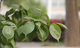 春季野外植物攝影圖片