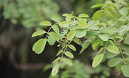 春季野外植物攝影圖片