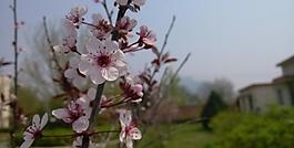 桃花圖片