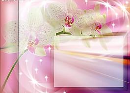 蝴蝶蘭圖片