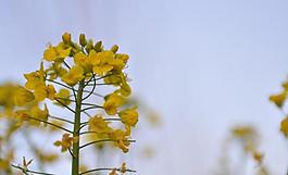 油菜花圖片