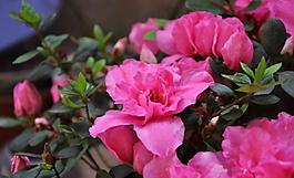 杜鵑花圖片