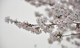 櫻花圖片