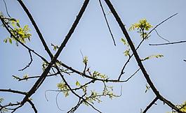 樹枝新芽圖片