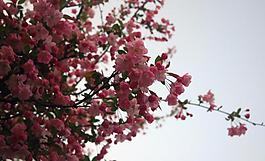 桃花圖片
