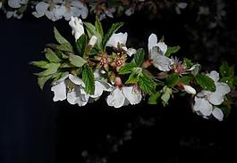 櫻桃花圖片