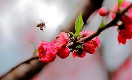 春暖花開圖片
