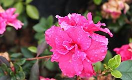 杜鵑花圖片
