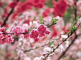 桃花圖片