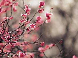 桃花圖片