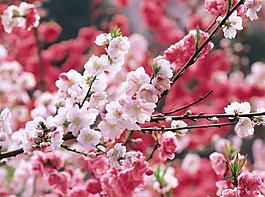 桃花圖片