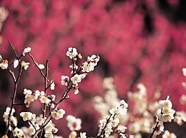 桃花圖片