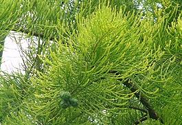 水杉花圖片