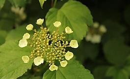 綠色植物圖片