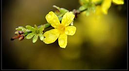 迎春花圖片