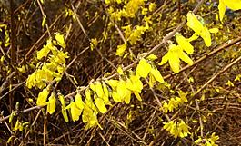 迎春花圖片