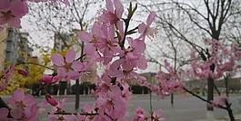 春花圖片