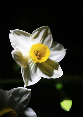 水仙花图片