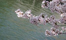 日本 櫻花圖片