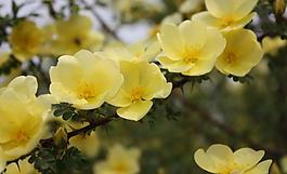 迎春花圖片