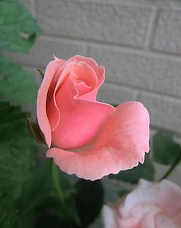 粉紅月季花圖片