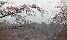 日本 櫻花圖片
