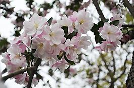 櫻花圖片