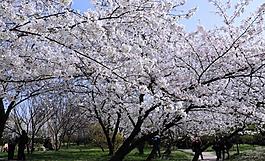 櫻花盛開(kāi)的季節(jié)圖片