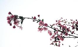 桃花圖片