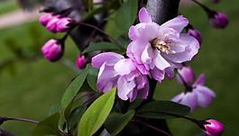 桃花兒圖片