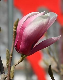 玉蘭花圖片