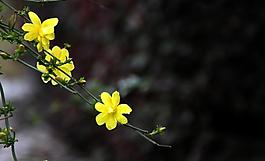 迎春花圖片