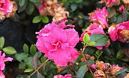 杜鵑花圖片