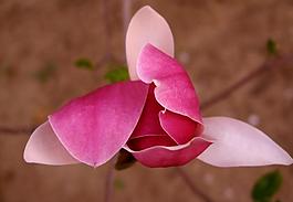 鲜花图片