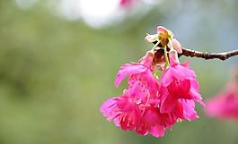 櫻花圖片