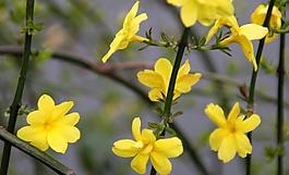 迎春花圖片