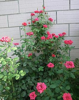 月季花圖片