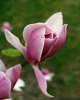 玉蘭花圖片