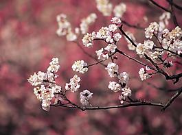 桃花圖片