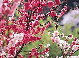 桃花圖片