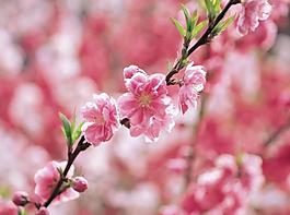 桃花圖片