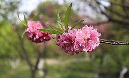 桃花圖片