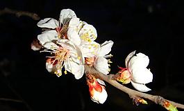 春雨桃花艳图片