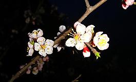 春雨桃花艷圖片